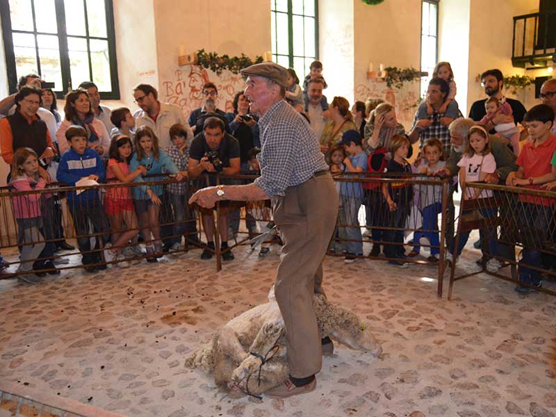 Esquileo-de-Cabanillas-Esquilador1g.jpg