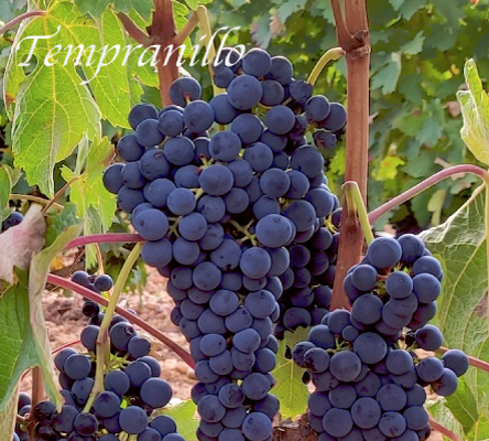 Uva-Tempranillo-Valmenia-redrec.jpg