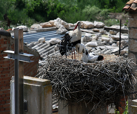 cigueñas-rapaces-refugio-montejo-1.jpg