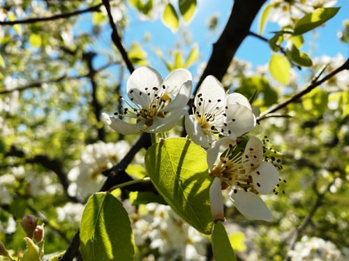 noticia_almendros.jpg