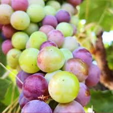 uvas.jpg